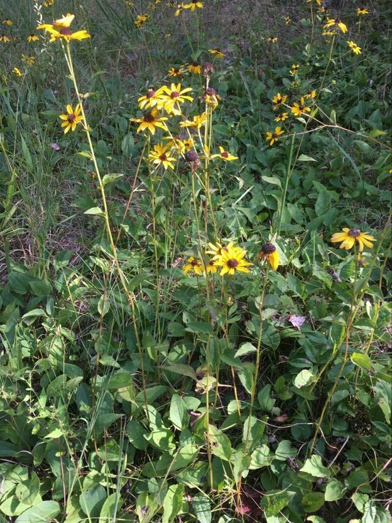 Sunfacing Coneflower photo 3