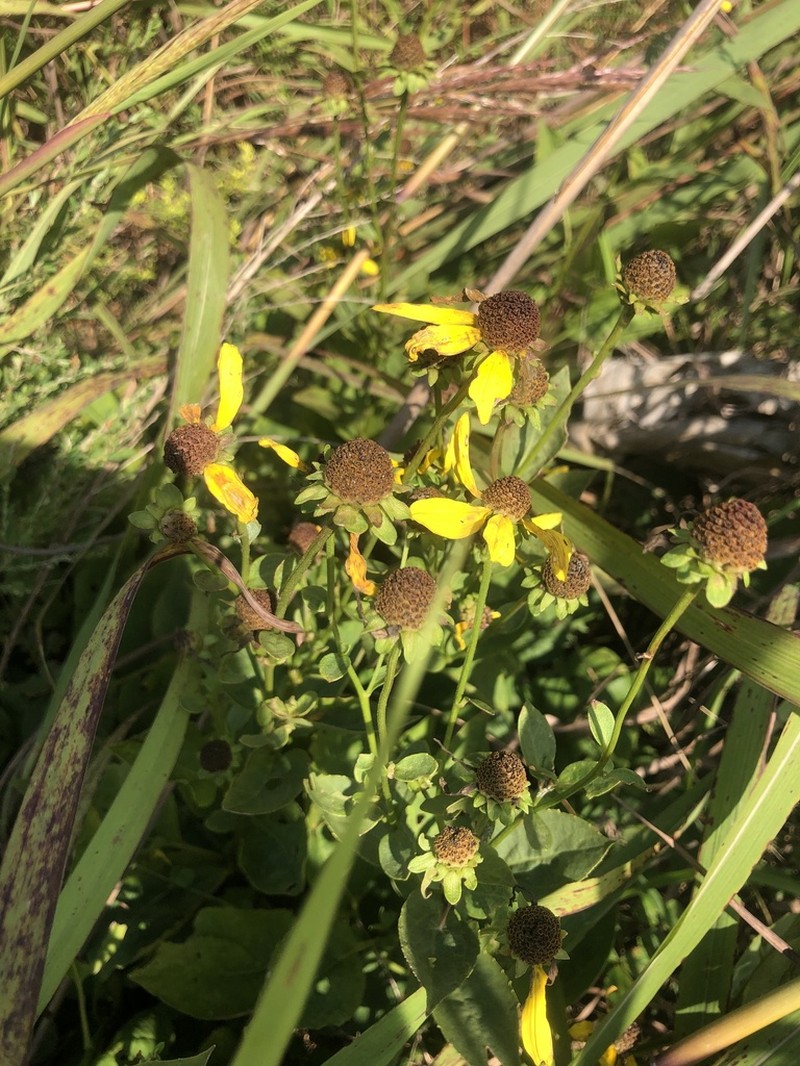 Sunfacing Coneflower photo 6