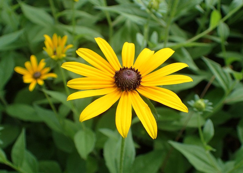 Blackeyed Susan