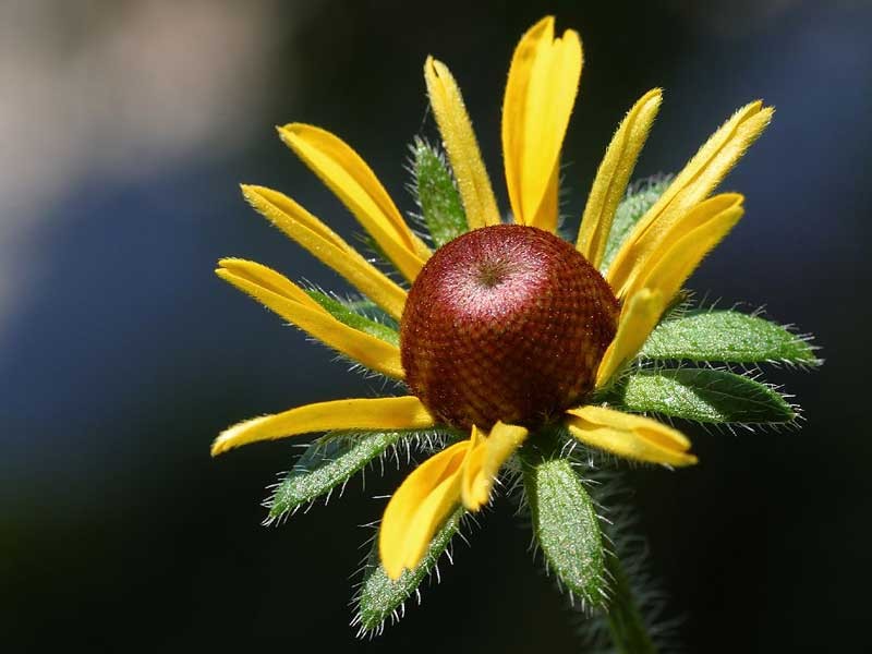 Blackeyed Susan photo 2