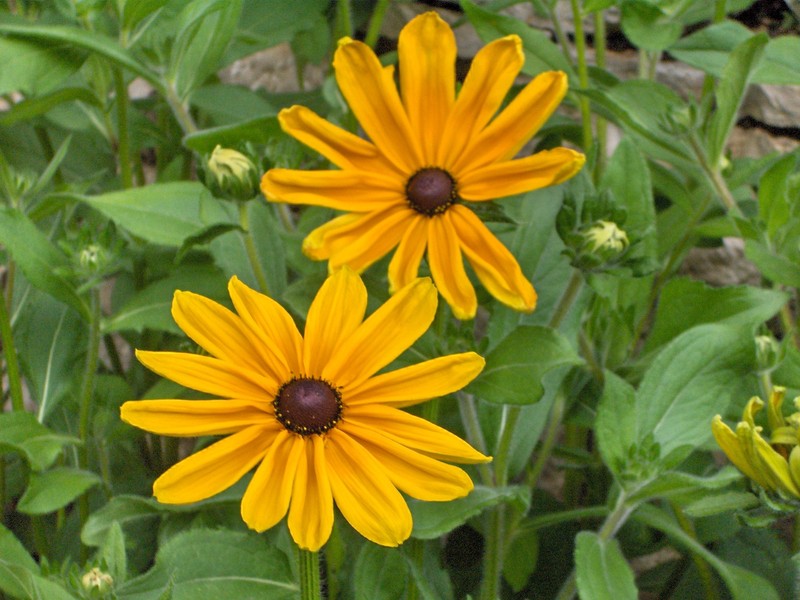 Blackeyed Susan photo 3
