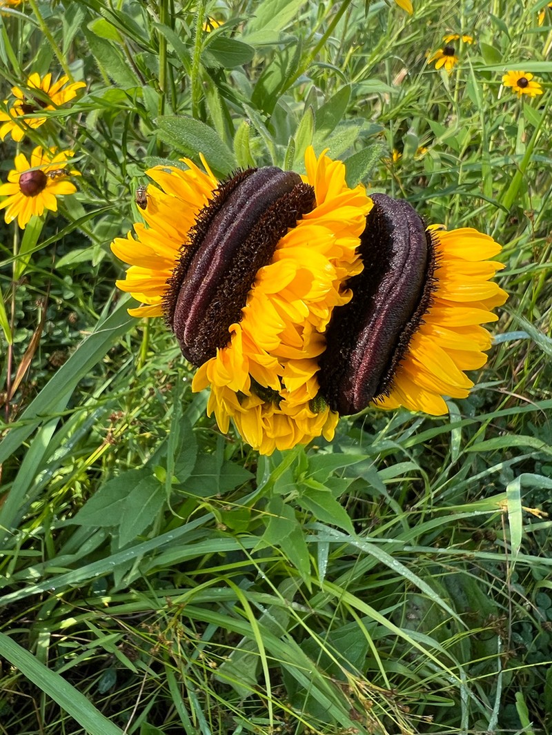 Blackeyed Susan photo 4
