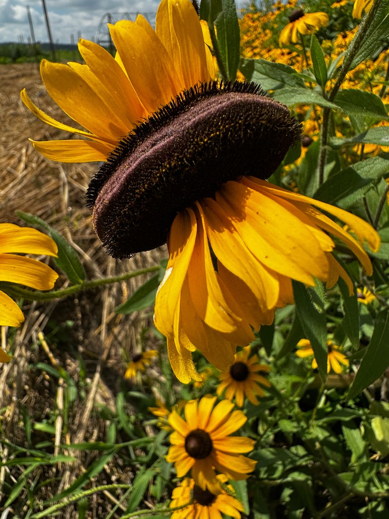Blackeyed Susan photo 5