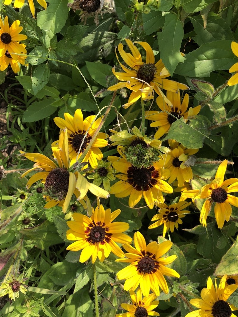 Blackeyed Susan photo 6