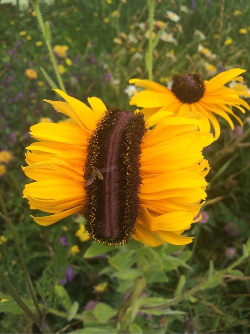 Blackeyed Susan photo 7
