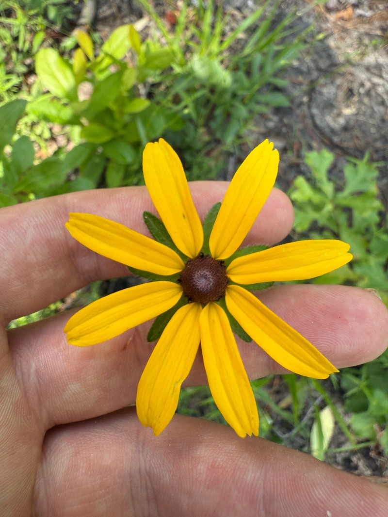 Rudbeckia hirta var. angustifolia