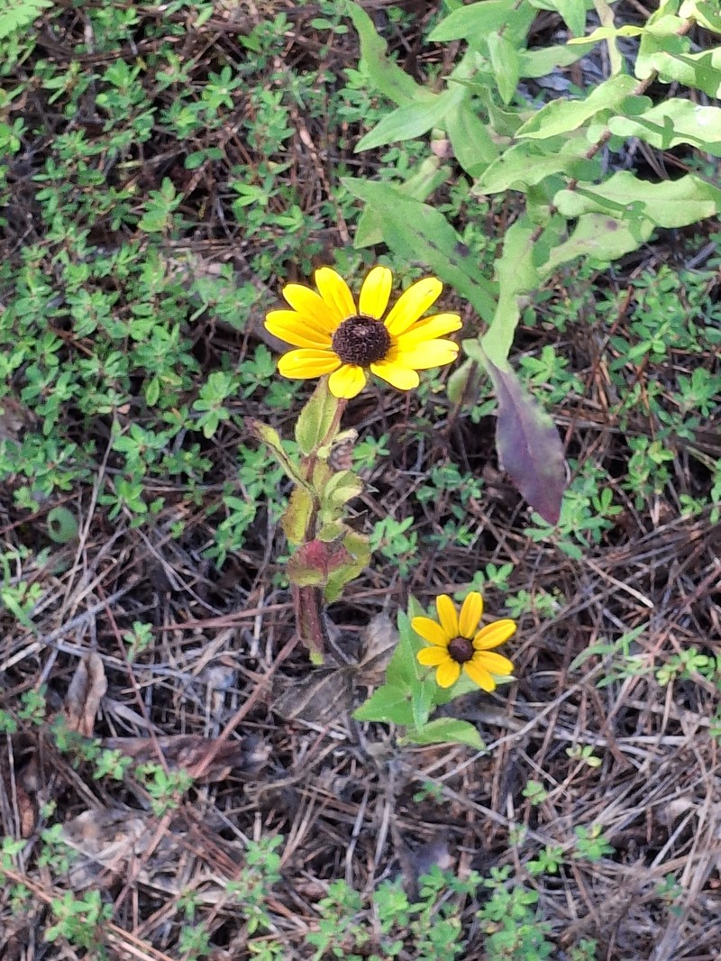 Rudbeckia hirta var. angustifolia photo 2