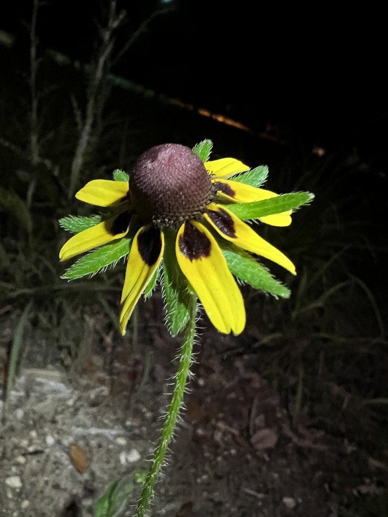 Rudbeckia hirta var. angustifolia photo 3