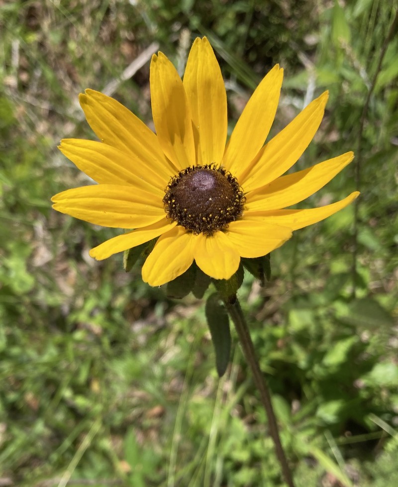 Rudbeckia hirta var. angustifolia photo 4