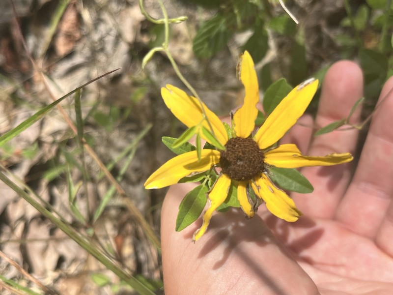 Rudbeckia hirta var. angustifolia photo 5