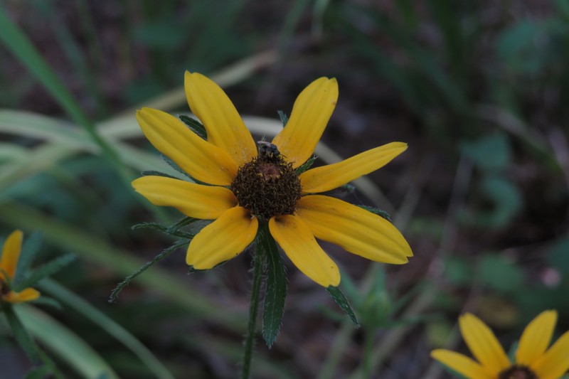 Rudbeckia hirta var. angustifolia photo 6