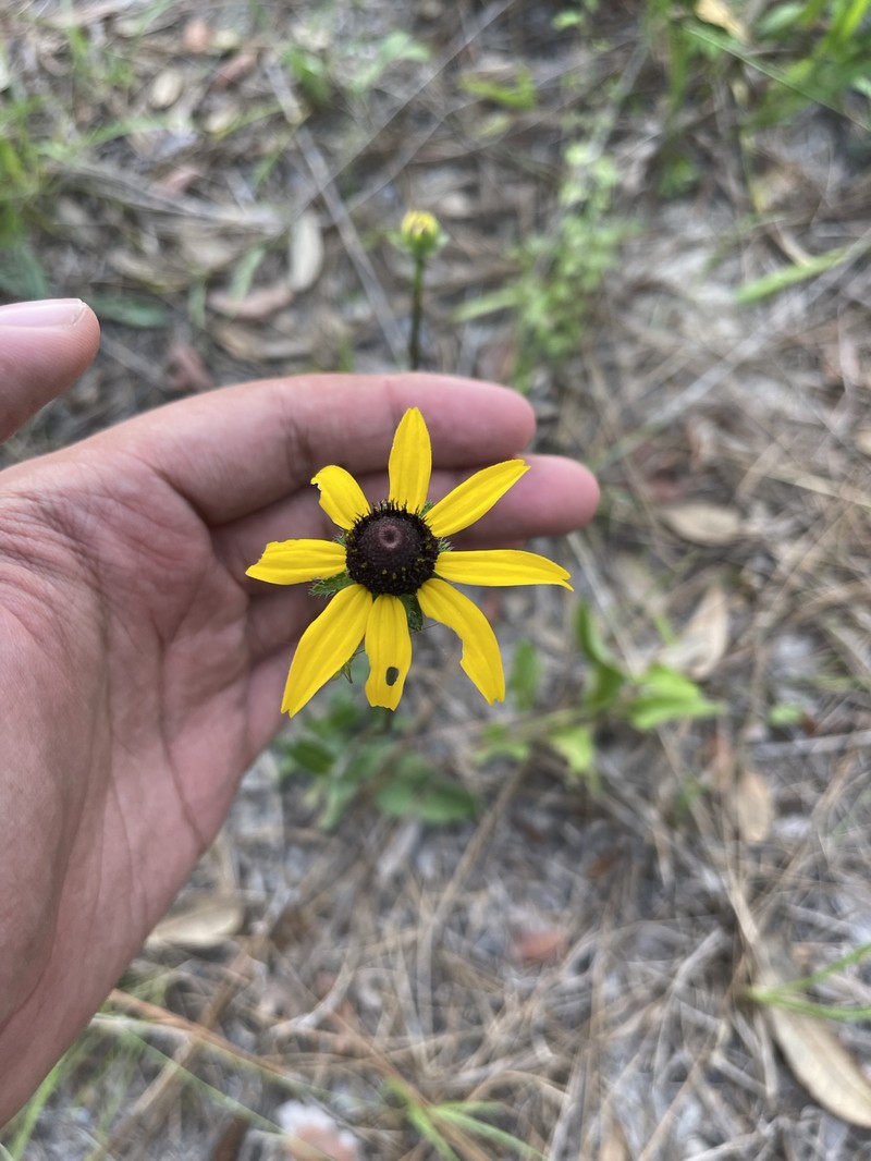 Rudbeckia hirta var. angustifolia photo 7