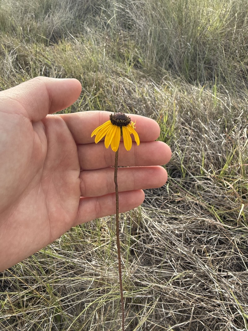 Rudbeckia hirta var. floridana
