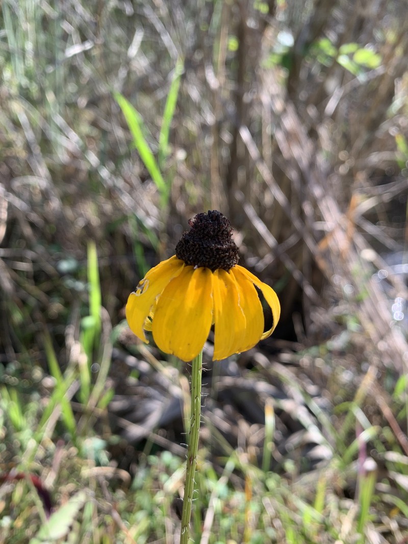 Rudbeckia hirta var. floridana photo 2