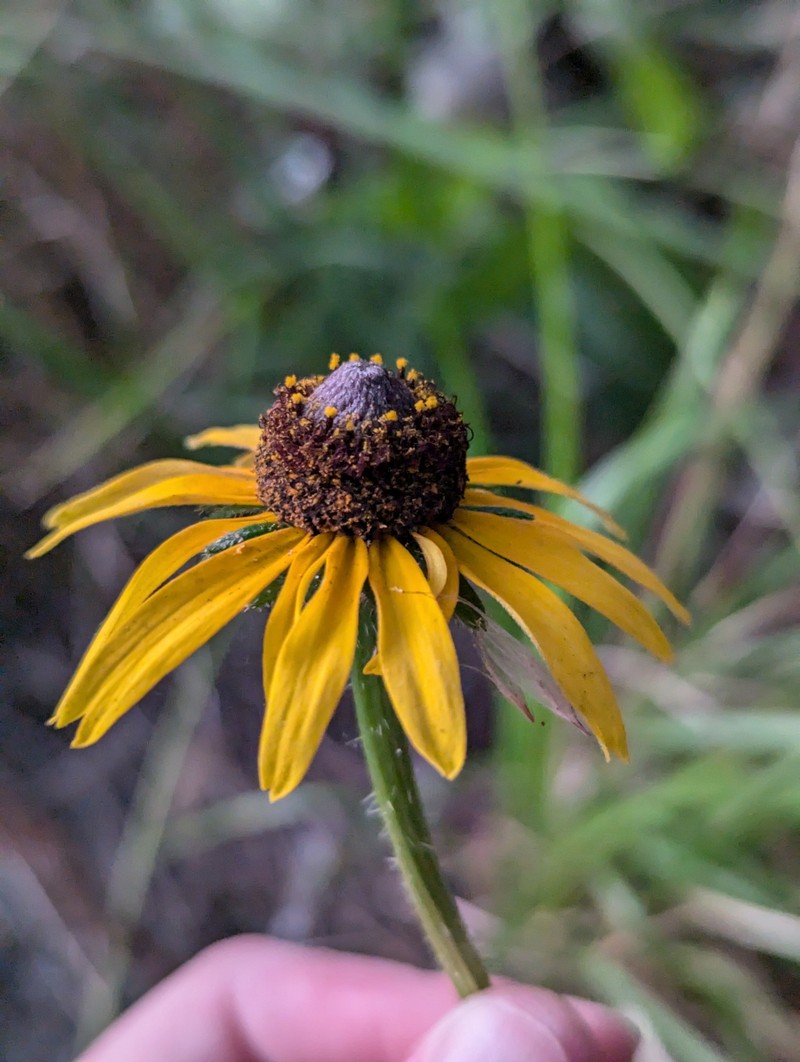 Rudbeckia hirta var. floridana photo 3