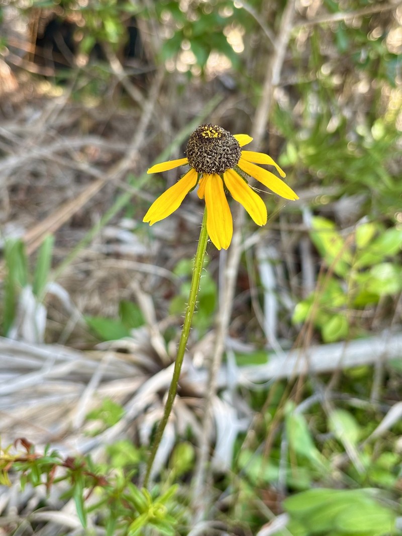 Rudbeckia hirta var. floridana photo 4