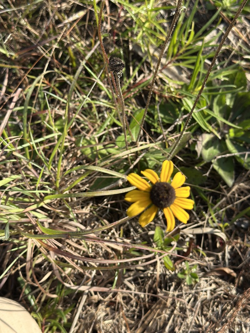 Rudbeckia hirta var. floridana photo 5