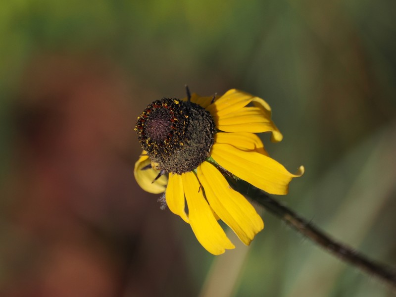 Rudbeckia hirta var. floridana photo 6