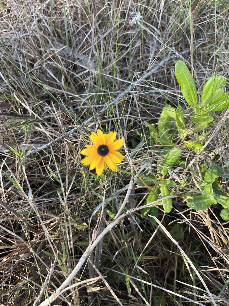 Rudbeckia hirta var. floridana photo 7