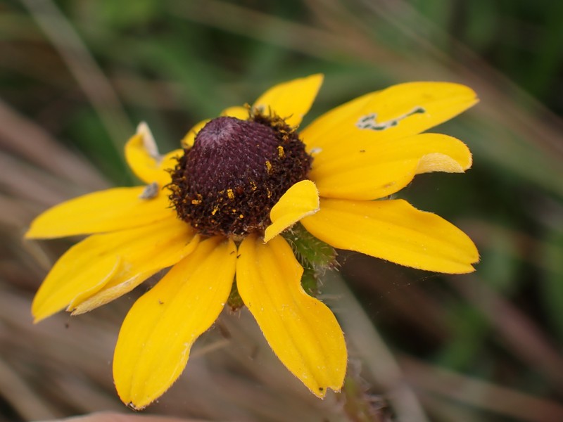 Rudbeckia hirta var. floridana photo 8