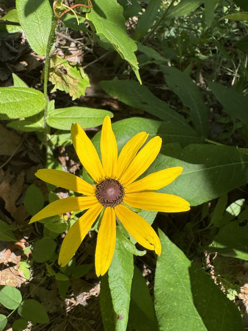 Rudbeckia hirta var. hirta