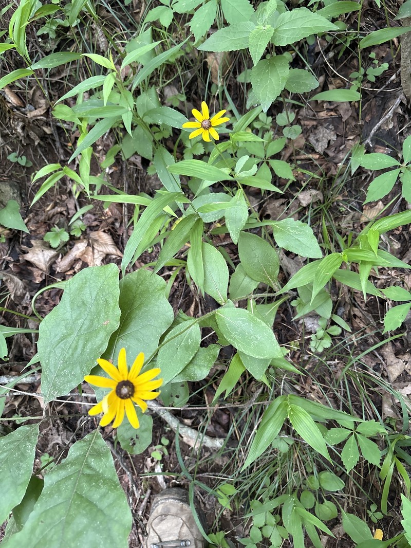 Rudbeckia hirta var. hirta photo 2