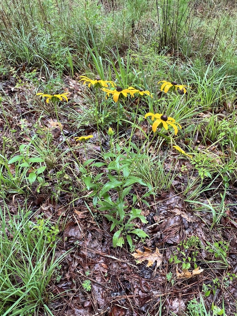 Rudbeckia hirta var. hirta photo 3