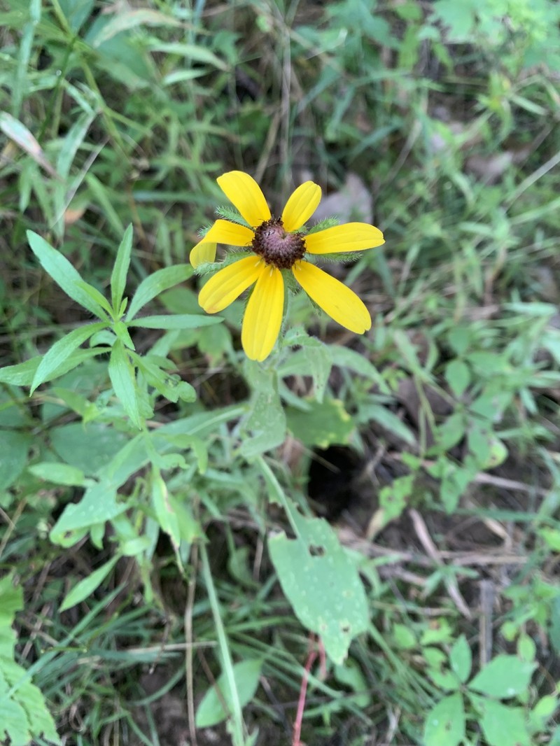 Rudbeckia hirta var. hirta photo 4