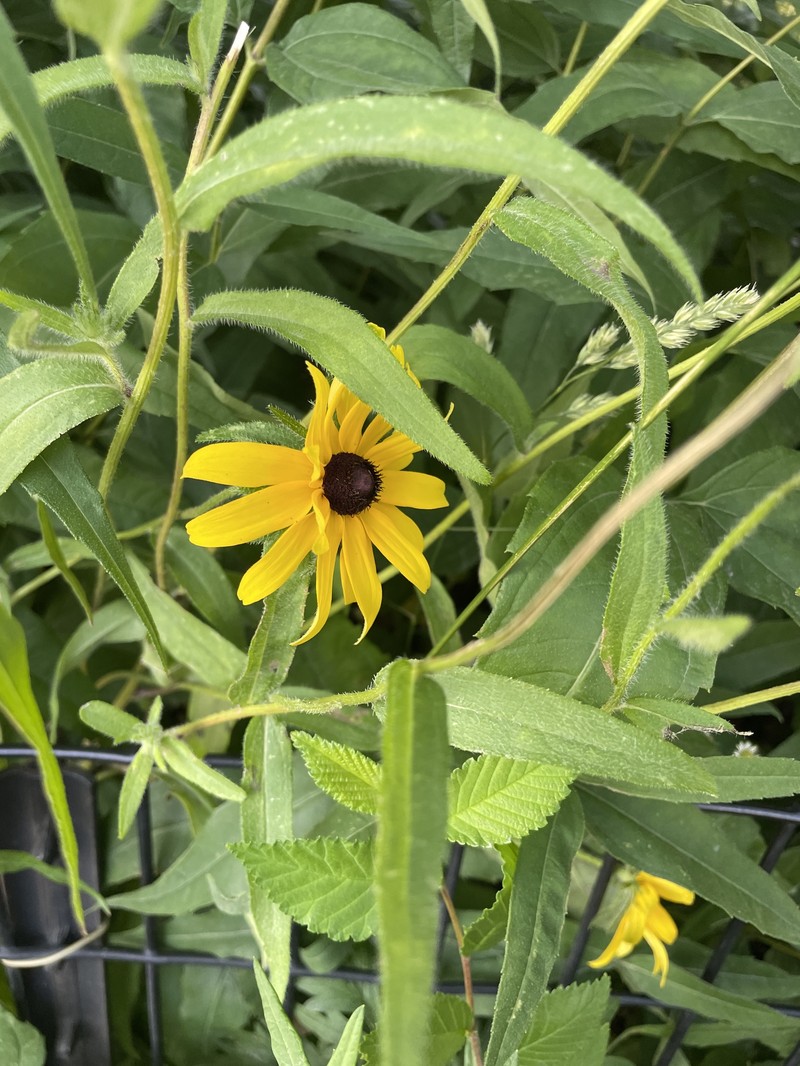 Rudbeckia hirta var. hirta photo 5