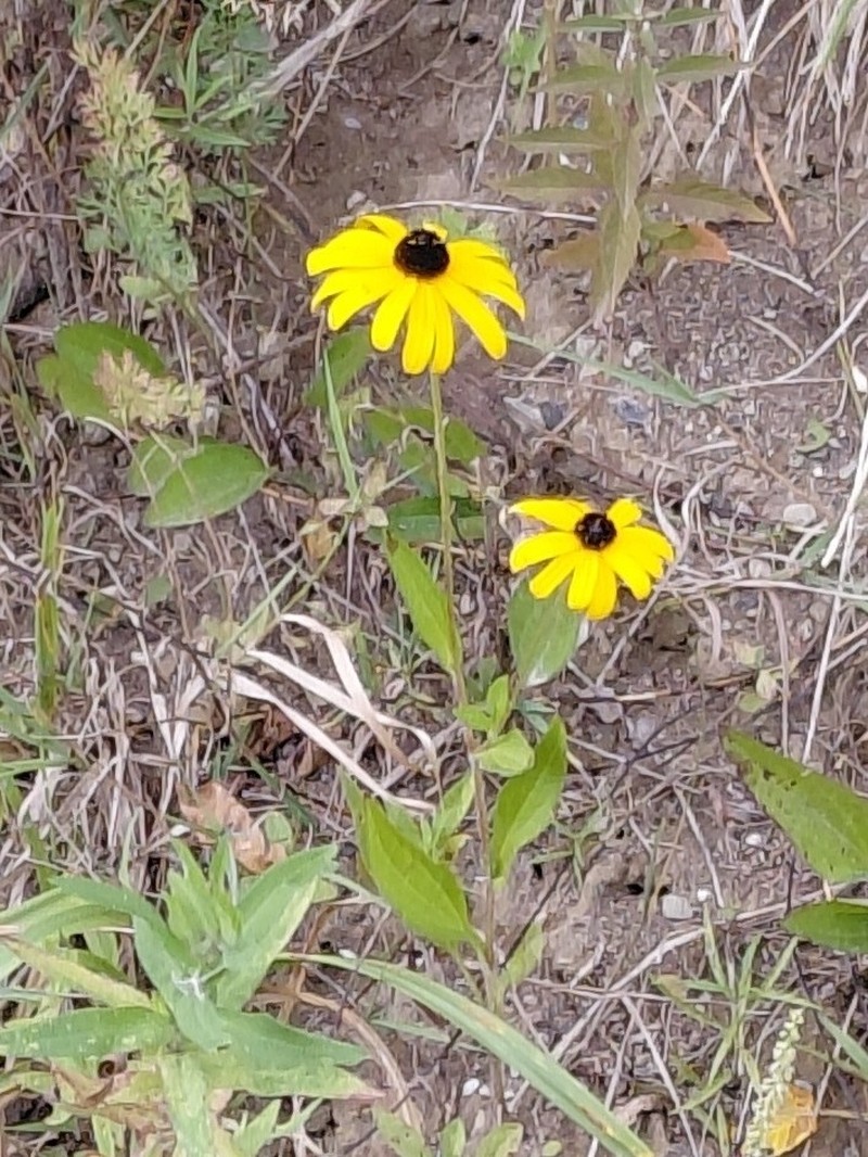Rudbeckia hirta var. hirta photo 6