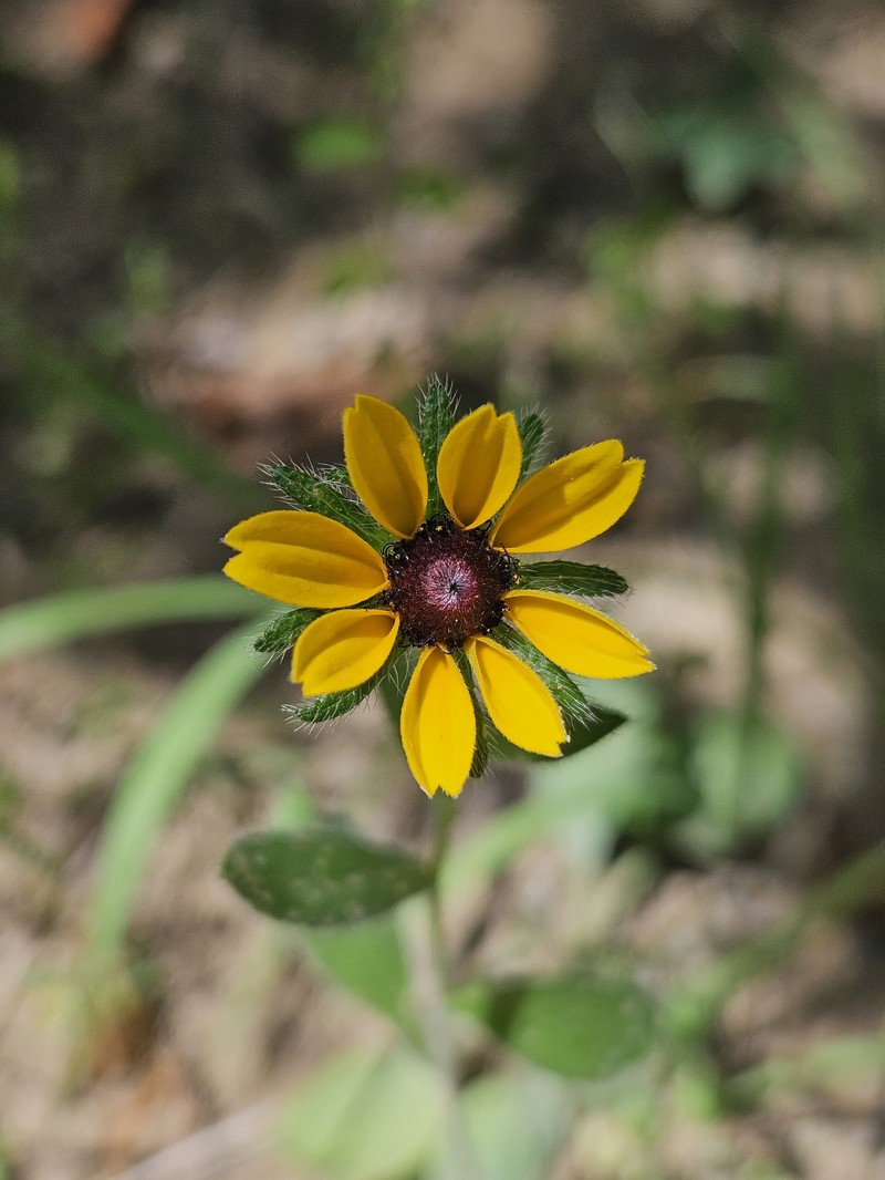 Rudbeckia hirta var. hirta photo 7