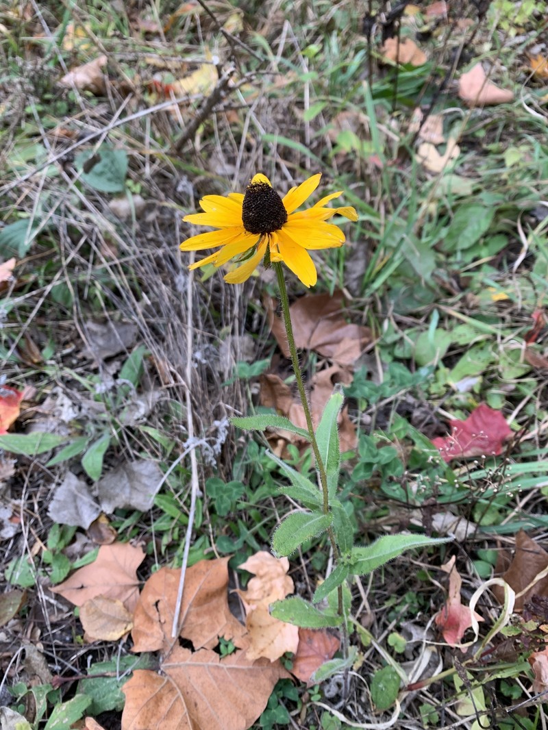 Rudbeckia hirta var. hirta photo 8