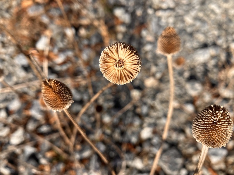 Rudbeckia hirta var. pulcherrima