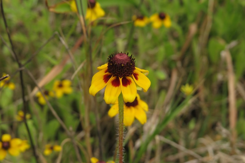 Rudbeckia hirta var. pulcherrima photo 2