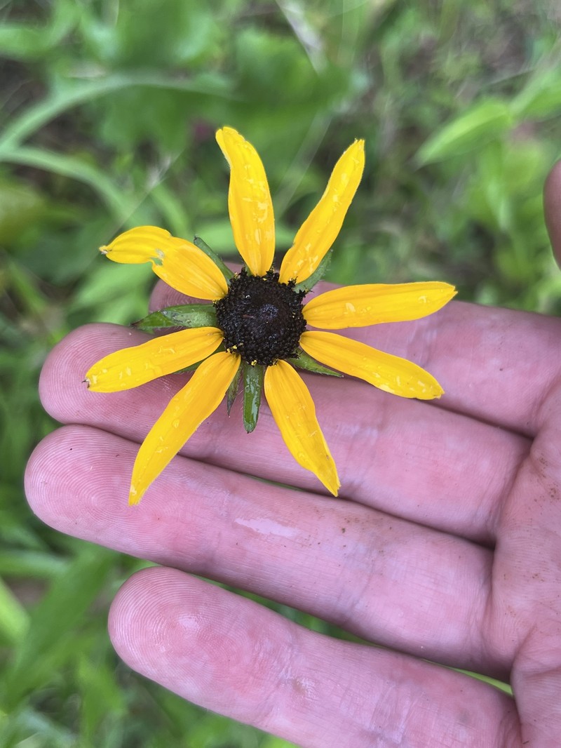Rudbeckia hirta var. pulcherrima photo 3