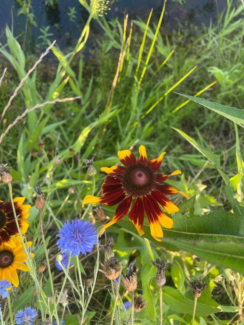 Rudbeckia hirta var. pulcherrima photo 4