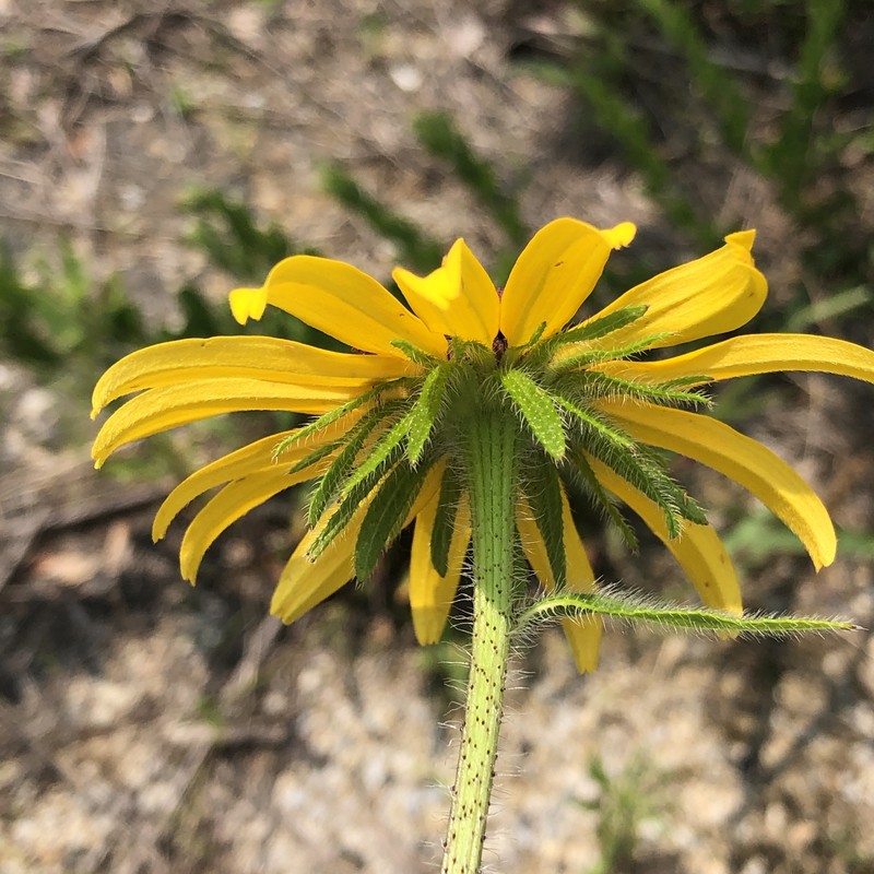 Rudbeckia hirta var. pulcherrima photo 5