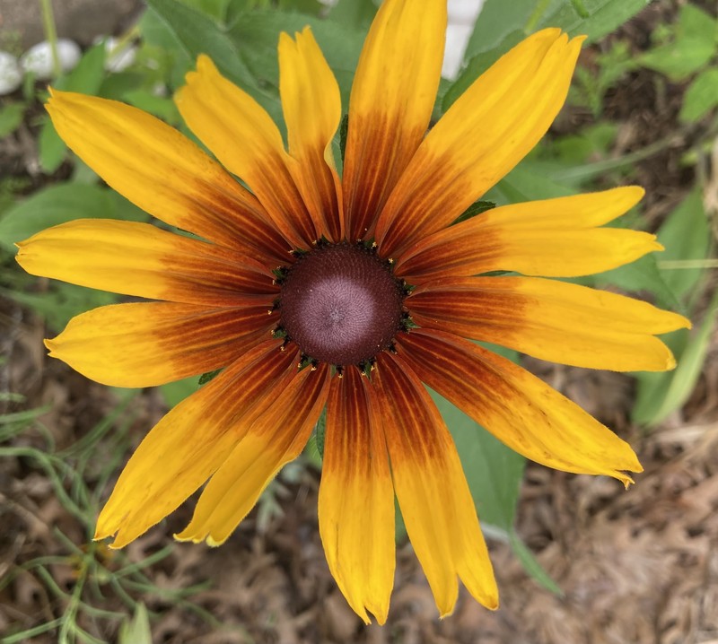 Rudbeckia hirta var. pulcherrima photo 6
