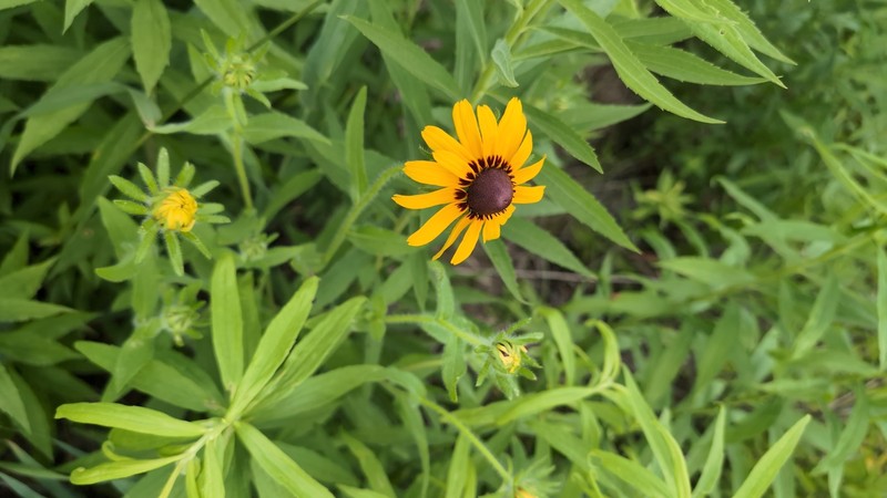 Rudbeckia hirta var. pulcherrima photo 7