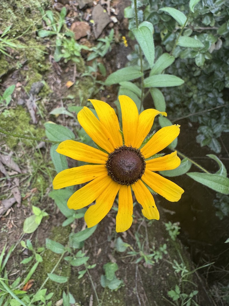 Rudbeckia hirta var. pulcherrima photo 8