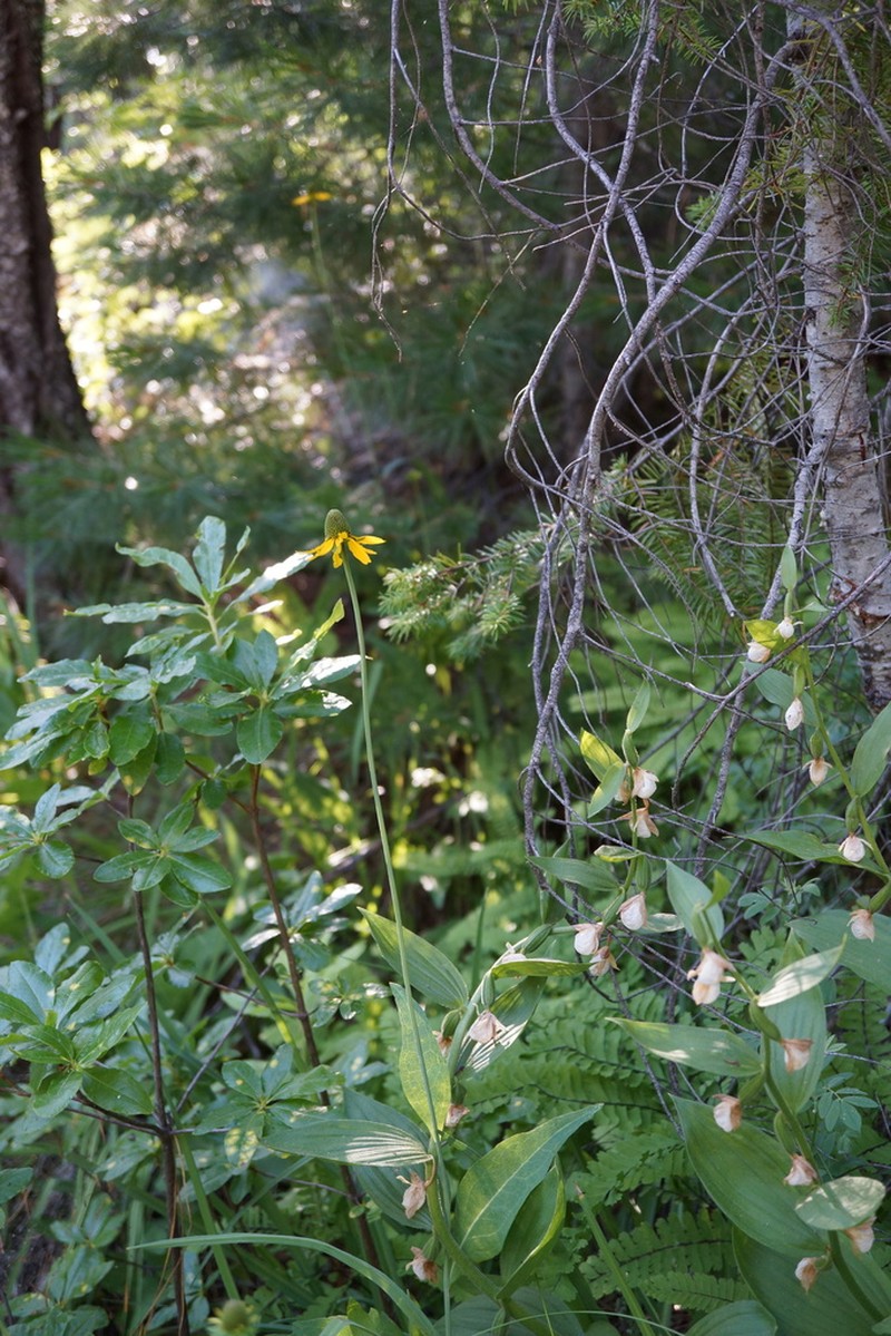 Klamath Coneflower