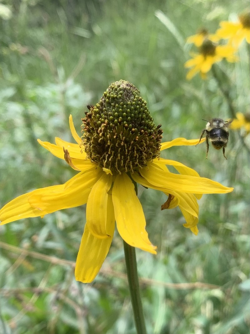 Klamath Coneflower photo 2