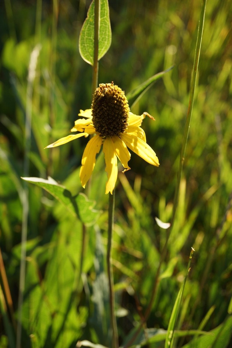 Klamath Coneflower photo 3