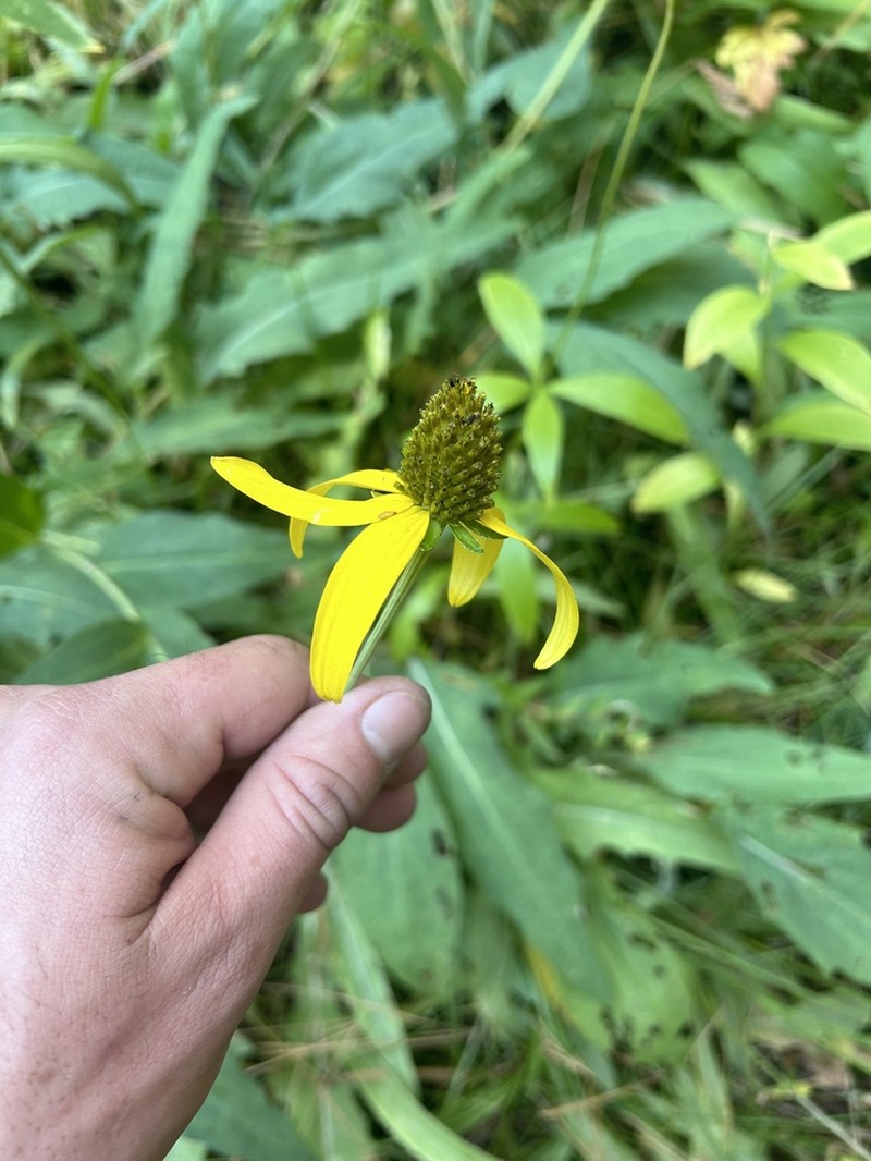 Klamath Coneflower photo 4