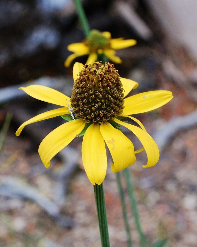 Klamath Coneflower photo 5