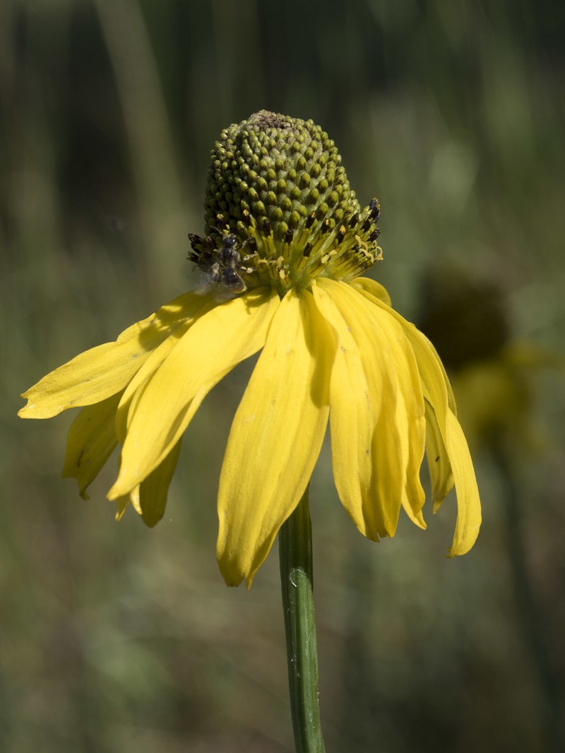 Klamath Coneflower photo 6