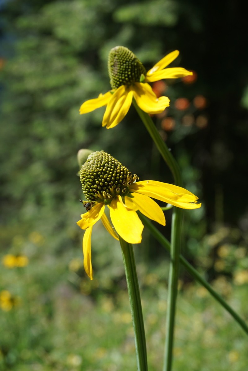 Klamath Coneflower photo 7