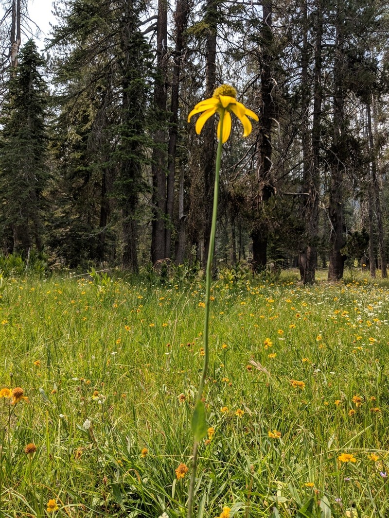 Klamath Coneflower photo 8