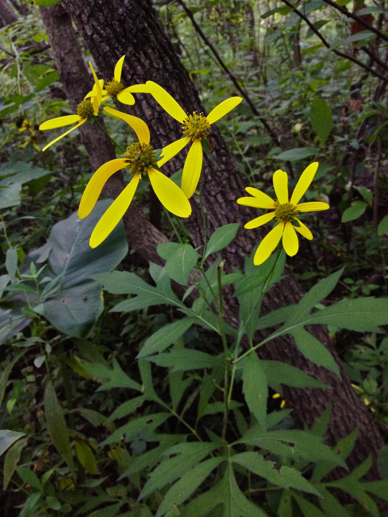 Cutleaf Coneflower photo 4