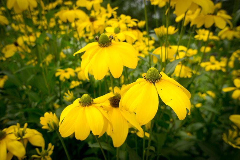 Cutleaf Coneflower photo 6
